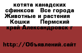котята канадских сфинксов - Все города Животные и растения » Кошки   . Пермский край,Александровск г.